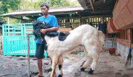 Pemuda Karangrejek Sukses Breeding Kambing Peranakan Etawa